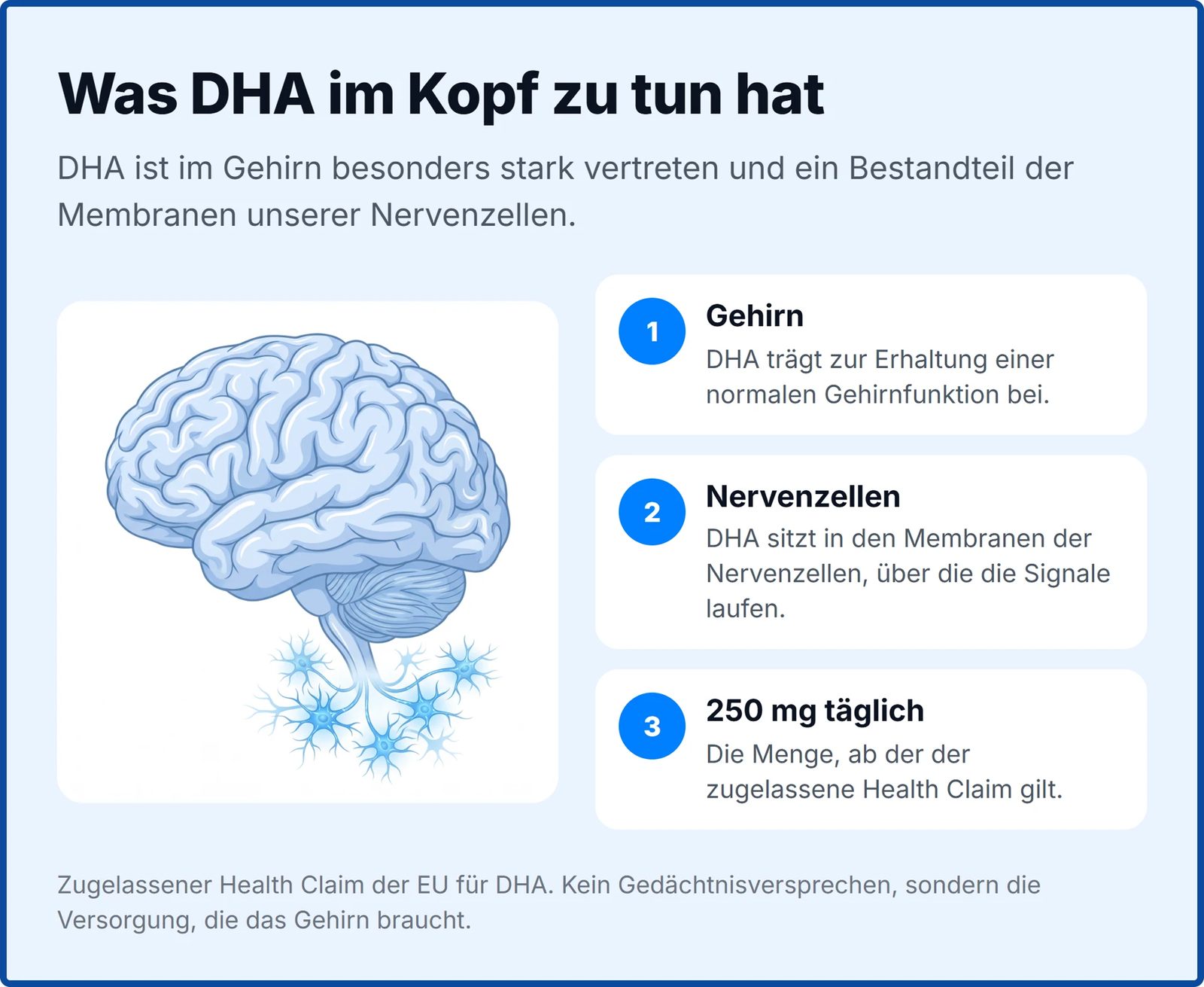 Grafik: anatomische Darstellung des Gehirns mit Nervenzellen; DHA für Gehirn und Nervenzellen, Health Claim ab 250 mg täglich